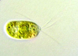 Phylum : Chlorophyta
Genus : Carteria