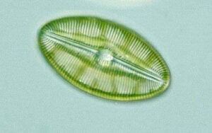 Phylum: Ochrophyta
Genus : Diploneis
