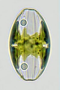 Phylum : Ochrophyta
Genus : Amphora