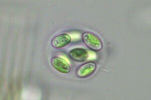 Phylum : Chlorophyta
Genus : Oocystis