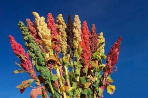 آشنایی با گیاه کینوا
