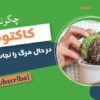 آموزش مرحله به مرحله نجات کاکتوس پلاسیده یا خشکیده