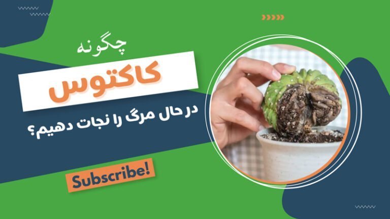 ساکولنتها و کاکتوسها