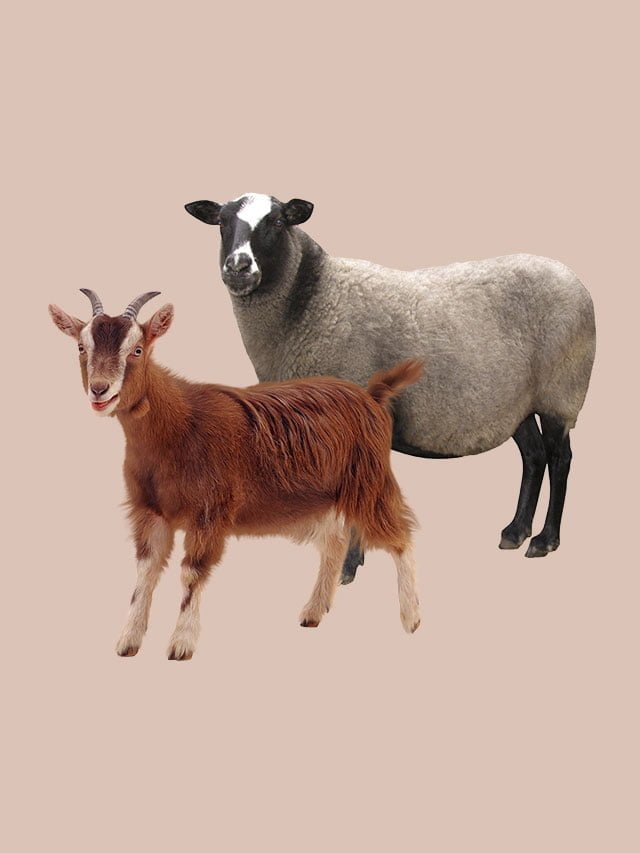 گوسفند و بز