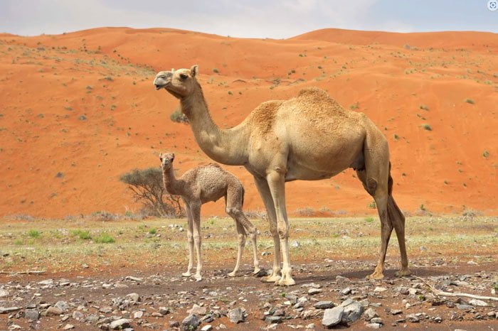 دانستنی های خواندنی درباره شتر