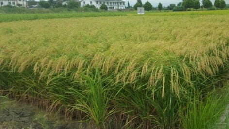 هلال رقم جدید برنج زودرس، معطر و پاکوتاه