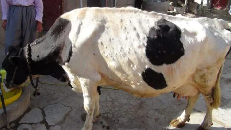 بیماری ویروسی لمپی اسکین گاو و گاومیش