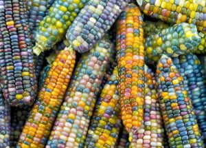 رقم های جدید داخلی ذرت دانه ای