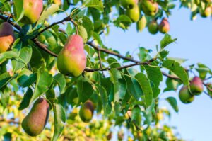 آشنایی با ارقام جدید گلابی