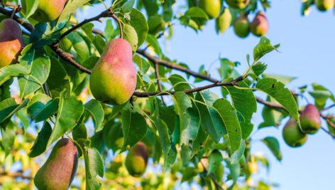 آشنایی با ارقام جدید گلابی