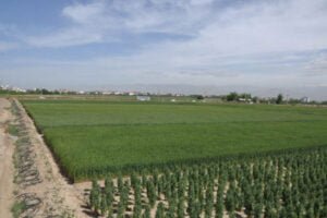 عملیات مورد نیاز کشت گندم آبی در فصول مختلف سال اقلیم گرم و مرطوب شمال