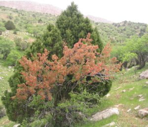 10 قانون طلایی برای جنگل کاری