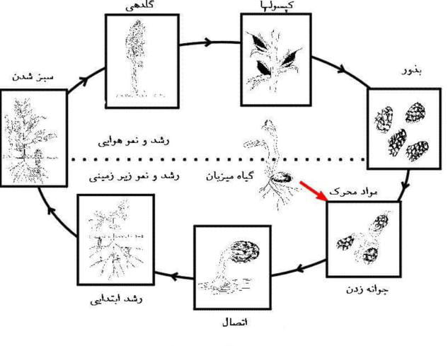 چرخه زندگی و نحوه خسارت گل جالیز