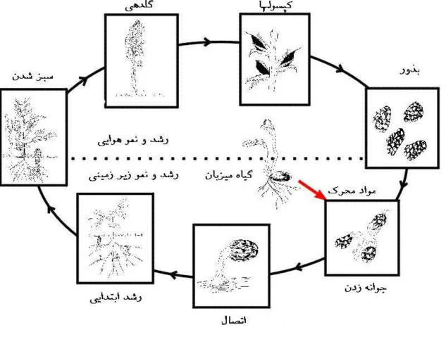 چرخه زندگی و نحوه خسارت گل جالیز
