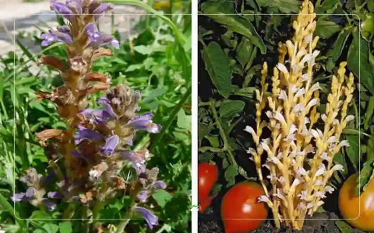مبارزه با علف هرز گل جالیز