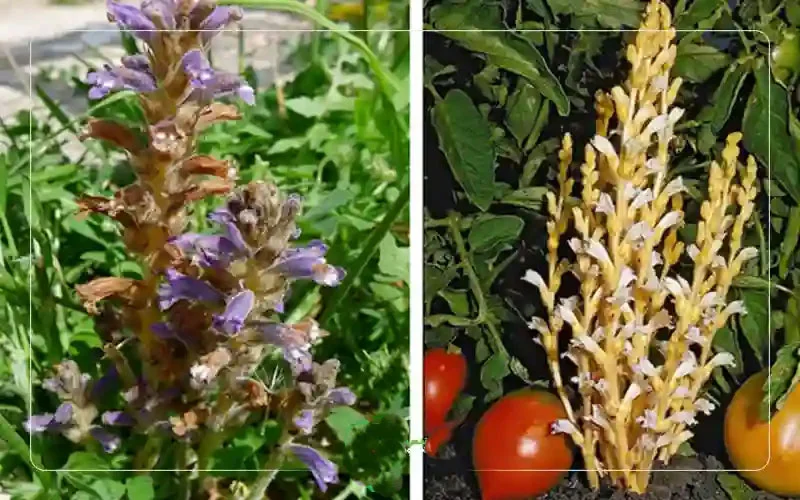 مبارزه با علف هرز گل جالیز