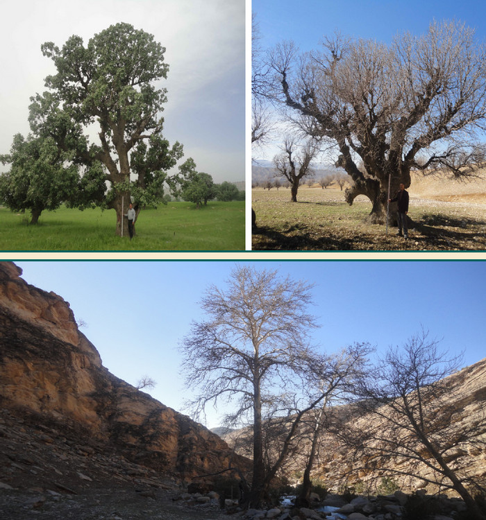 تصویر 1: نمایی از تک درختان کهنسال بلوط ایرانی در اراضی جنگلی تحت زراعت زیراشکوب و چنار در بطن جنگلهای ایلام