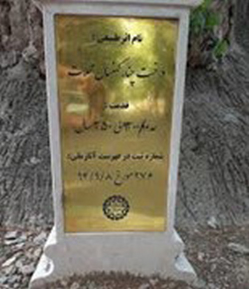 ادامه تصویر ۵: ثبت ملی درختان کهنسال جنگلی و نصب تابلوی ثبت آنها