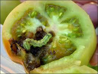 آفت کرم میوه گوجه فرنگی (هلیوتیس)