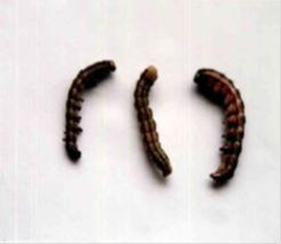 لارو آفت میوه گوجه فرنگی (هلیوتیس)