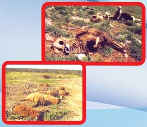 نشانههای بالینی شاربن در نشخوارکنندگان