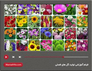 فیلم آموزشی تولید گل های فصلی