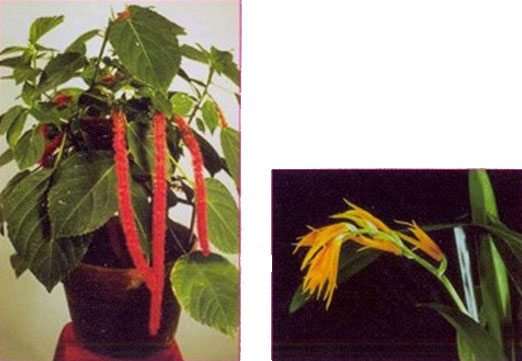 نور مناسب برای گیاهان