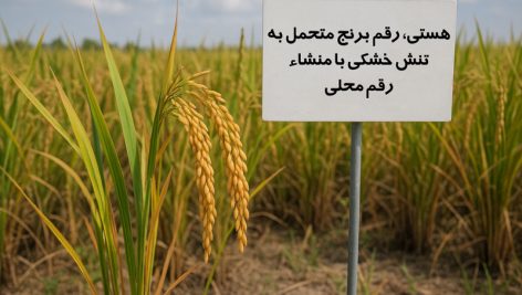 هستی، رقم برنج متحمل به تنش خشکی با منشاء رقم محلی