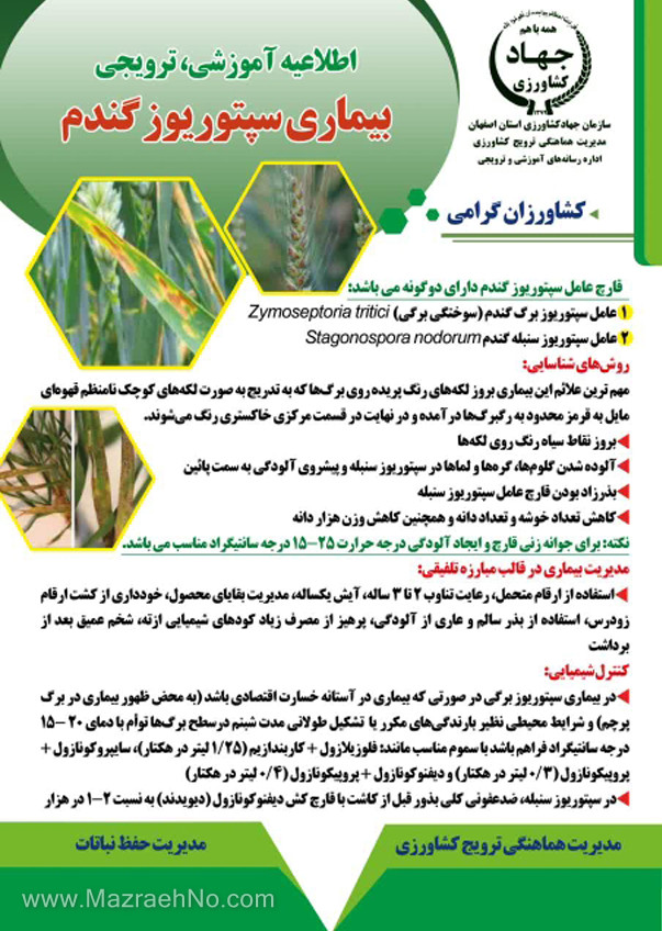 بیماری سپتوریوز گندم