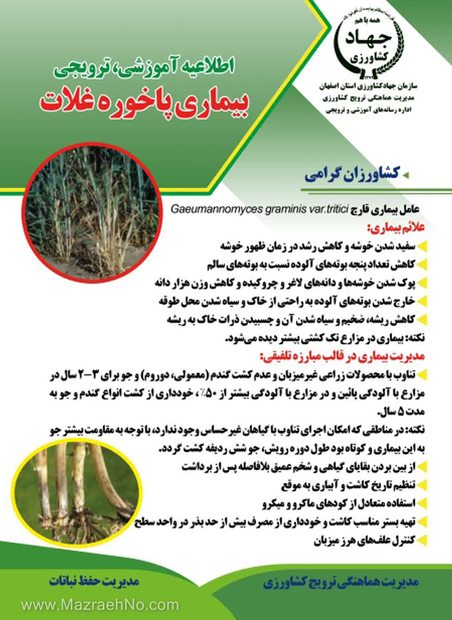 بیماری پاخوره غلات