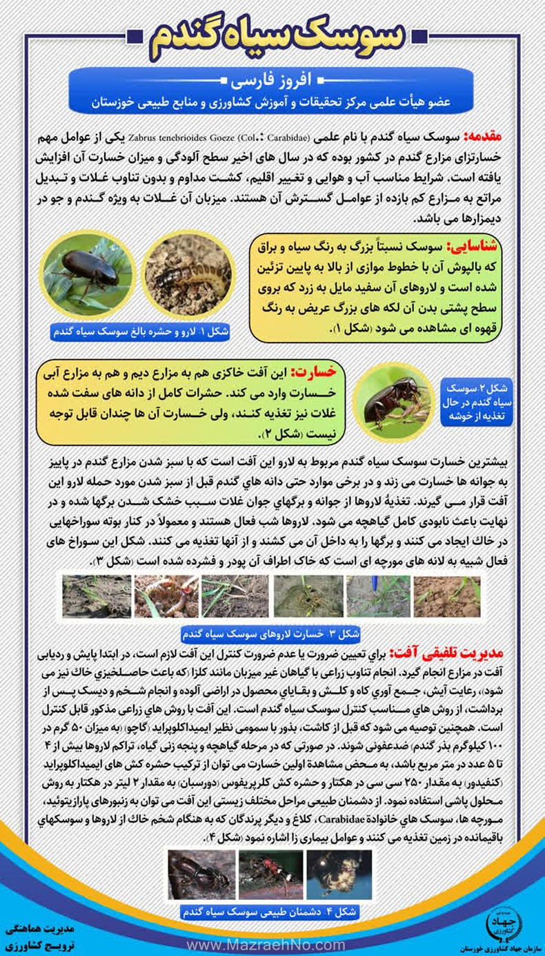 آفت سوسک سیاه گندم