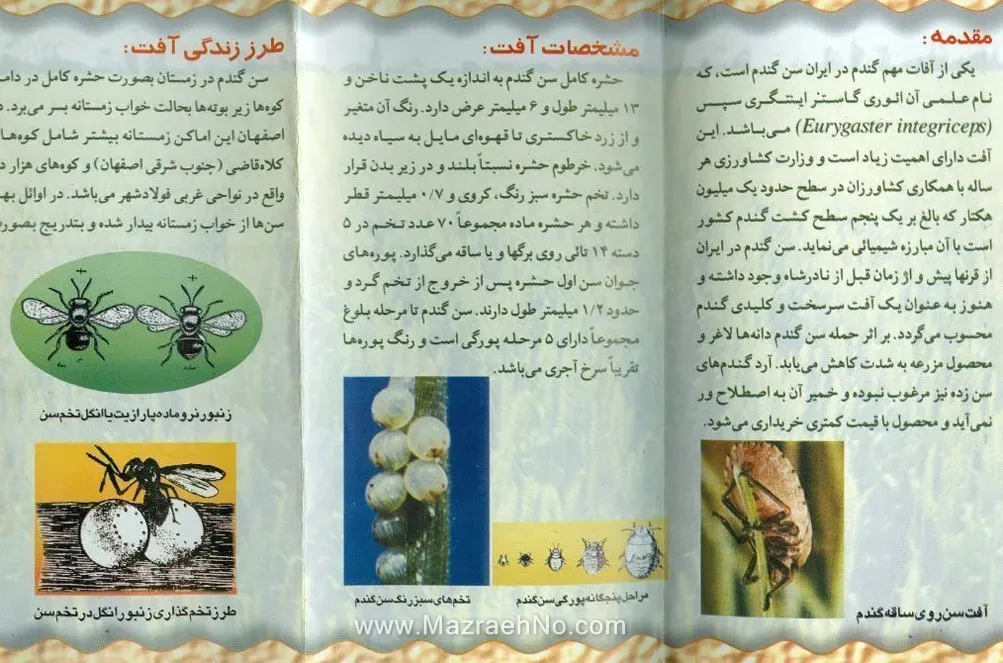 آفت سن گندم