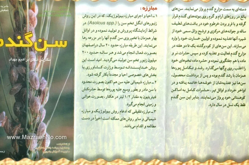 آفت سن گندم صفحه 2