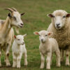 دانستنی های ضروری درباره تولیدمثل گوسفند و بز