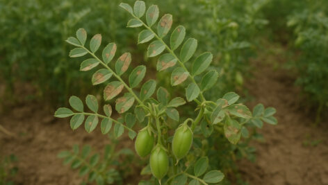 انواع بیماری های نخود را بشناسید