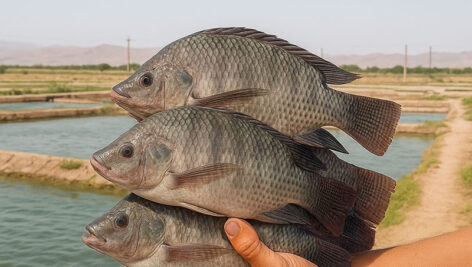 آشنایی با پرورش ماهی تیلاپیا