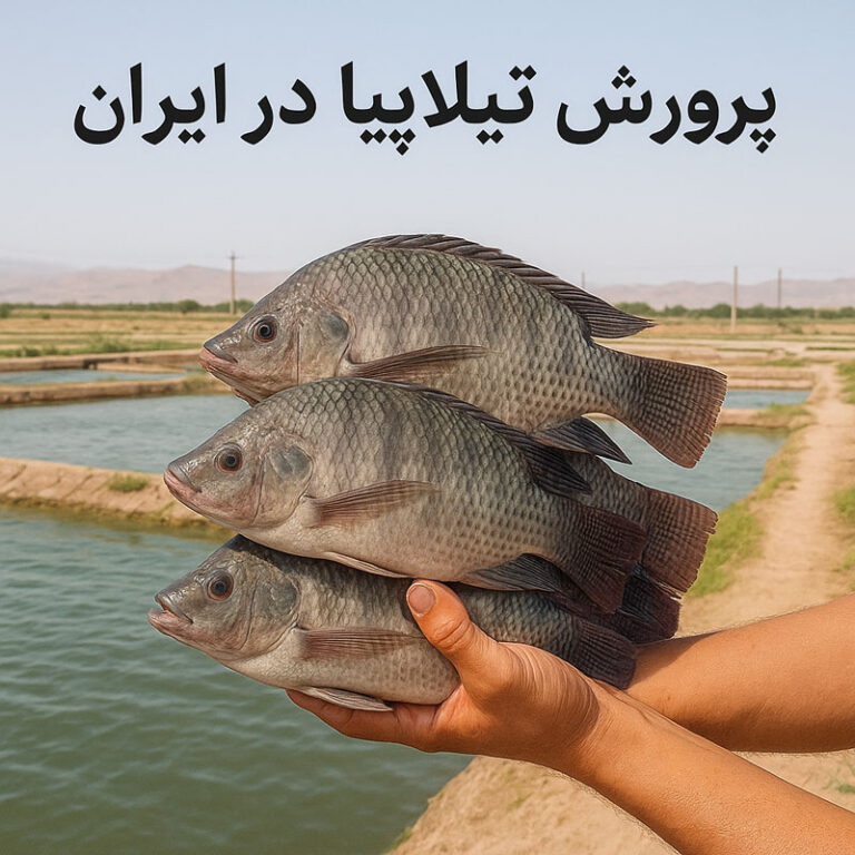 ماهی