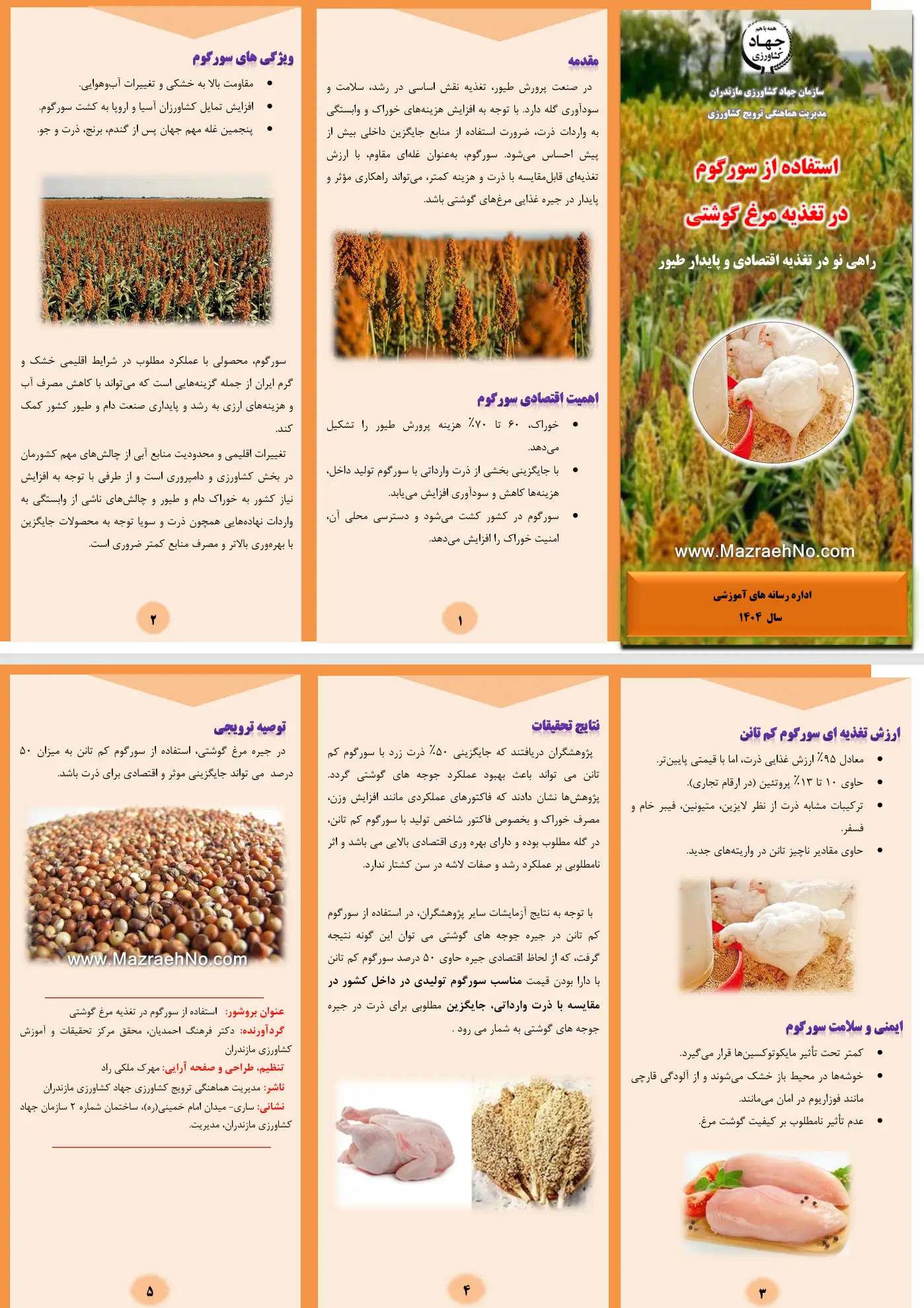 چه چیزی به هر پرنده بدهیم؟ رازهای تغذیه بهینه طیور 2 استفاده از سورگوم در تغذیه مرغ گوشتی