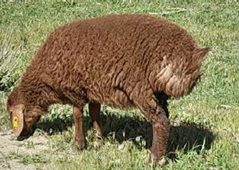 بره سنگسری