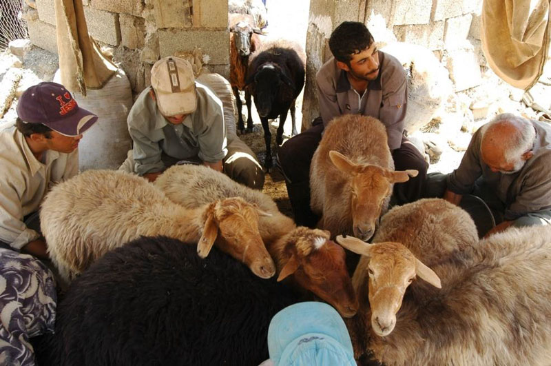 شیردوشی میش سنگسری