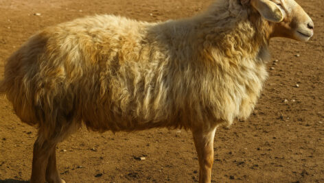 آشنایی با گوسفند نژاد سنگسری گنجینه‌ای بومی