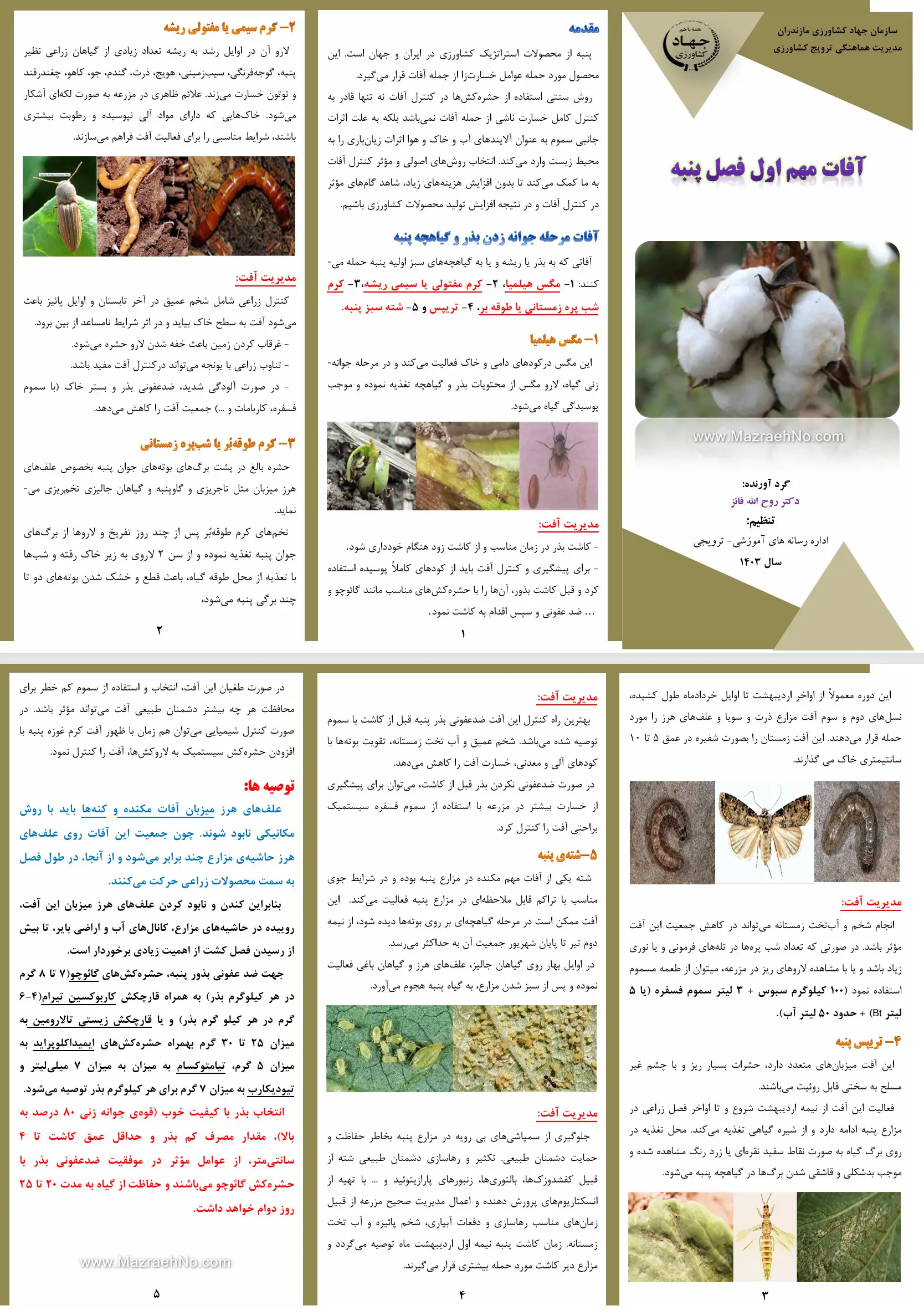 آفات مهم اول فصل پنبه