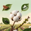 انواع آفات پنبه را بشناسید