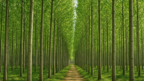 وضعیت صنوبرکاری در ایران؛ بررسی استان‌ها و مناطق مختلف