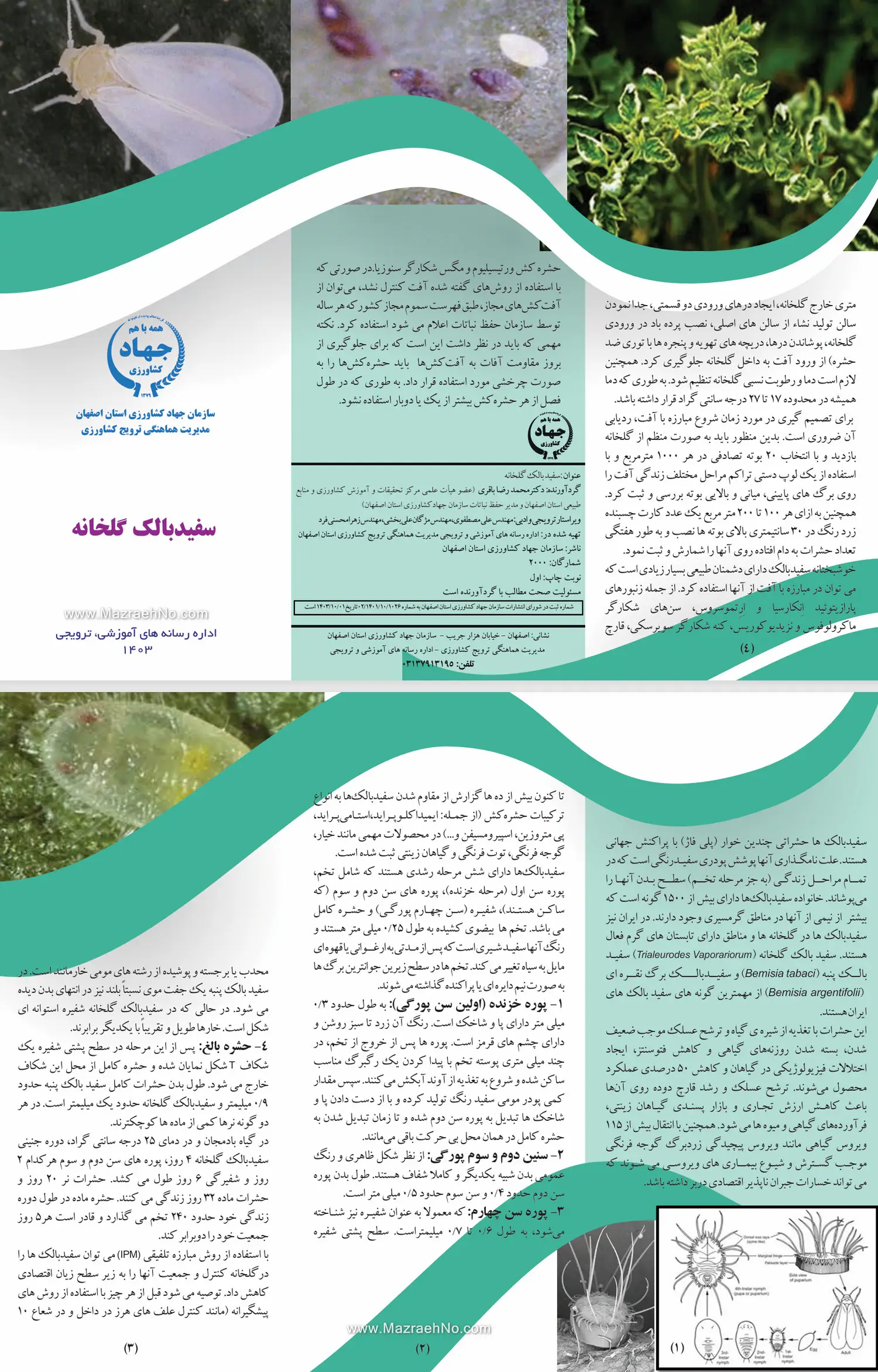 آفت سفیدبالک گلخانه