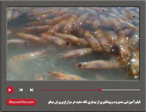 فیلم آموزشی مدیریت و پیشگیری از بیماری لکه سفید در مزارع پرورش میگو