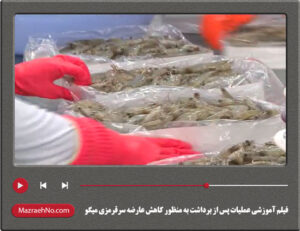 فیلم آموزشی عملیات پس از برداشت به منظور کاهش عارضه سرقرمزی میگو