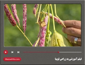فیلم آموزشی به زراعی لوبیا