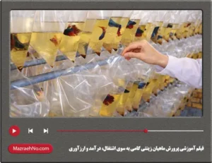 فیلم آموزشی پرورش ماهیان زینتی گامی به سوی اشتغال، درآمد و ارزآوری