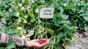 معرفی رقم لوبیا قرمز درخشان